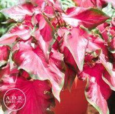 Caladium strap leaf 'Red Frills'