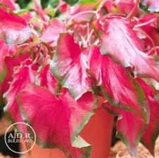 Caladium strap leaf 'Rosalie'