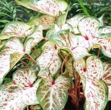 Caladium dwarf 'Gingerland'
