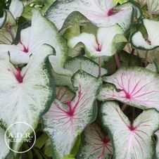Caladium strap leaf 'White Wings'