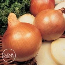 Onion stuttgarter 'Yellow Onion'