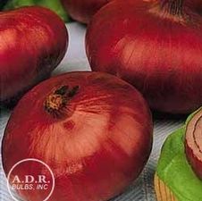 Onion bloedrode 'Red Onion'
