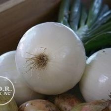 Onion ebenezer 'White Onion'