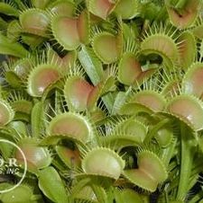 Carnivorous Plant Assortment