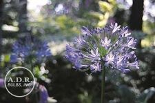 Agapanthus Blue Triumphator