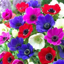 Anemone coronaria 'De Caen Single Mix'