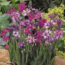 Babiana Stricta Mix