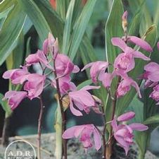 Bletilla Striata
