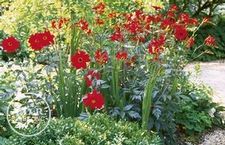 Crocosmia Lucifer