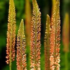 Eremurus Bungei