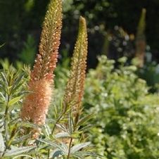 Eremurus Cleopatra