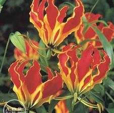 Gloriosa Rothschildiana