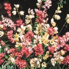 Ixia Mixed
