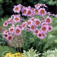 Leucocoryne Andes