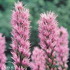 Liatris Spicata