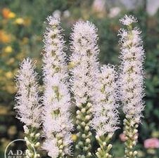 Liatris Spicata Alba