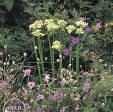 Ornithogalum Saundersiae