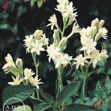 Polianthes tuberosa 'The Pearl'