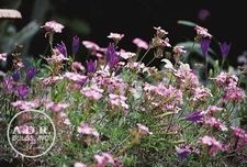 Tritelia Queen Fabiola