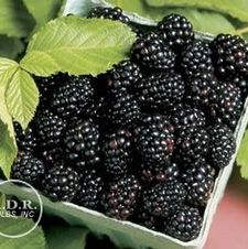 Blackberry Arapaho