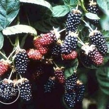 Blackberry Chester