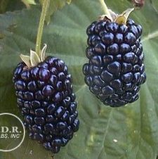 Blackberry Ebony King