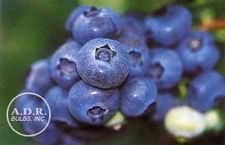 Blueberry Berkely