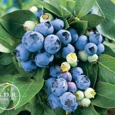 Blueberry Blue Crop