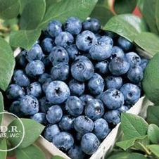 Blueberry Blue Ray