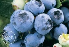 Blueberry Duke