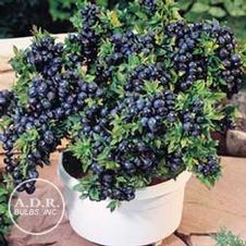 Blueberry Top Hat