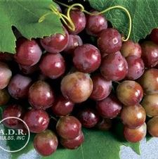 Grape Catawba