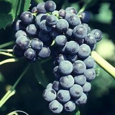 Grape seedless 'Mars'