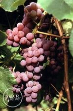 Grape Reliance