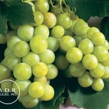 Grape Niagara
