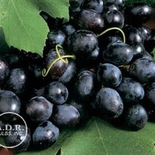 Grape Concord