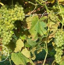 Grape seedless 'Himrod'