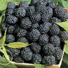 Raspberry junebearing 'Logan'