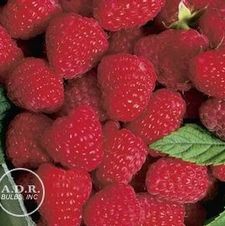 Raspberry Latham