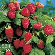 Raspberry everbearing 'Heritage'