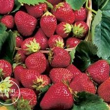 Strawberry junebearing 'All Star'