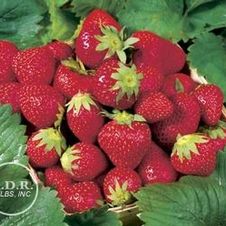 Strawberry everbearing 'Ozark Beauty'