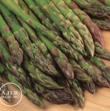 Asparagus Jersey Giant