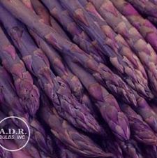 Asparagus Purple Passion