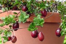Cranberry Ben Lear