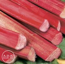 Rhubarb Canada Red