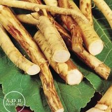 Horseradish