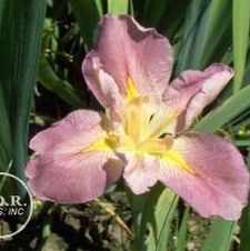 Louisiana Iris Aunt Shirley