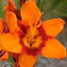 Crocosmia Emily McKenzie