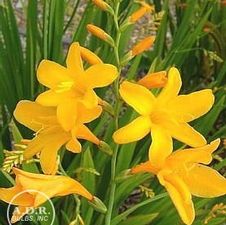 Crocosmia George Davidson